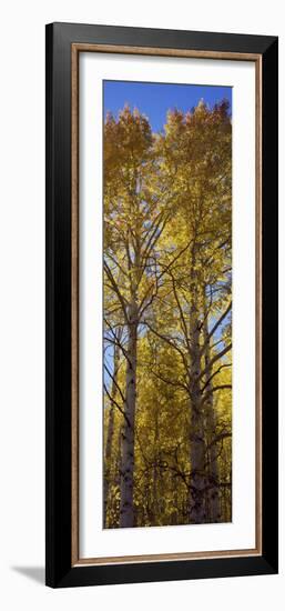 Low Angle View of Aspen Trees, Telluride, San Miguel County, Colorado, USA-null-Framed Photographic Print