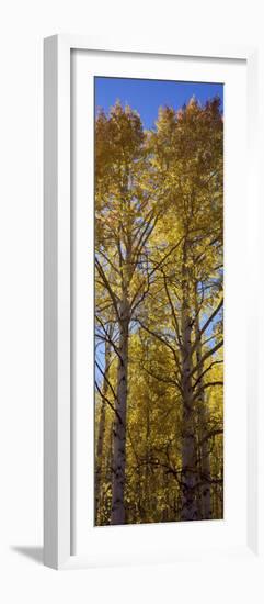Low Angle View of Aspen Trees, Telluride, San Miguel County, Colorado, USA-null-Framed Photographic Print