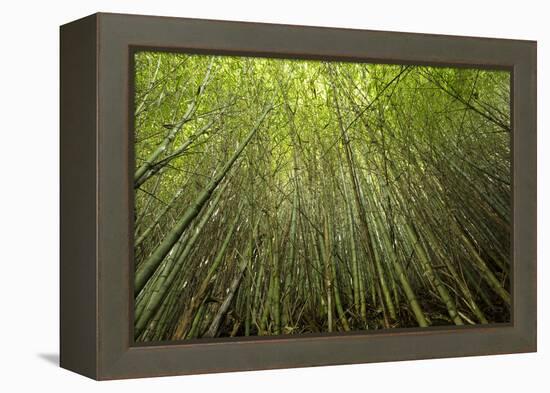 Low angle view of bamboo plants near Sato Cabrtos Waterfall, Sao Miguel, Azores, Portugal-Panoramic Images-Framed Premier Image Canvas