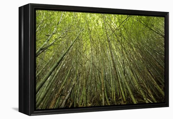 Low angle view of bamboo plants near Sato Cabrtos Waterfall, Sao Miguel, Azores, Portugal-Panoramic Images-Framed Premier Image Canvas