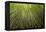 Low angle view of bamboo plants near Sato Cabrtos Waterfall, Sao Miguel, Azores, Portugal-Panoramic Images-Framed Premier Image Canvas