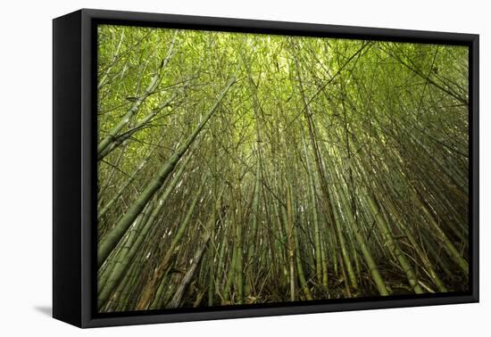 Low angle view of bamboo plants near Sato Cabrtos Waterfall, Sao Miguel, Azores, Portugal-Panoramic Images-Framed Premier Image Canvas