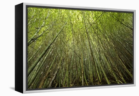 Low angle view of bamboo plants near Sato Cabrtos Waterfall, Sao Miguel, Azores, Portugal-Panoramic Images-Framed Premier Image Canvas