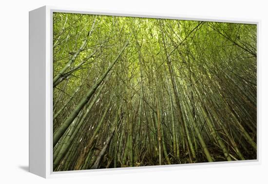 Low angle view of bamboo plants near Sato Cabrtos Waterfall, Sao Miguel, Azores, Portugal-Panoramic Images-Framed Premier Image Canvas