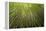 Low angle view of bamboo plants near Sato Cabrtos Waterfall, Sao Miguel, Azores, Portugal-Panoramic Images-Framed Premier Image Canvas