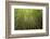 Low angle view of bamboo plants near Sato Cabrtos Waterfall, Sao Miguel, Azores, Portugal-Panoramic Images-Framed Photographic Print