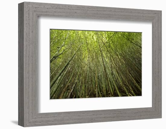 Low angle view of bamboo plants near Sato Cabrtos Waterfall, Sao Miguel, Azores, Portugal-Panoramic Images-Framed Photographic Print