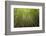 Low angle view of bamboo plants near Sato Cabrtos Waterfall, Sao Miguel, Azores, Portugal-Panoramic Images-Framed Photographic Print