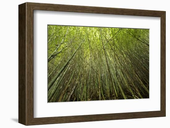 Low angle view of bamboo plants near Sato Cabrtos Waterfall, Sao Miguel, Azores, Portugal-Panoramic Images-Framed Photographic Print