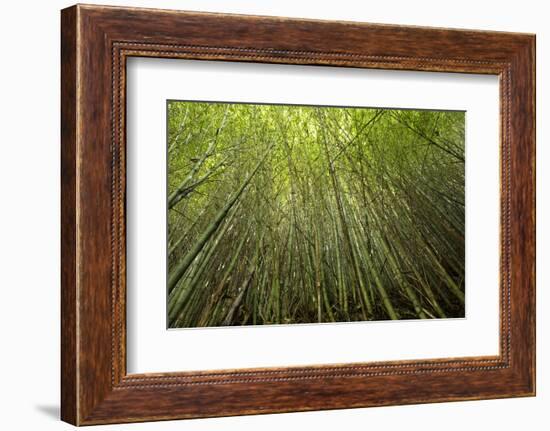 Low angle view of bamboo plants near Sato Cabrtos Waterfall, Sao Miguel, Azores, Portugal-Panoramic Images-Framed Photographic Print