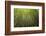 Low angle view of bamboo plants near Sato Cabrtos Waterfall, Sao Miguel, Azores, Portugal-Panoramic Images-Framed Photographic Print