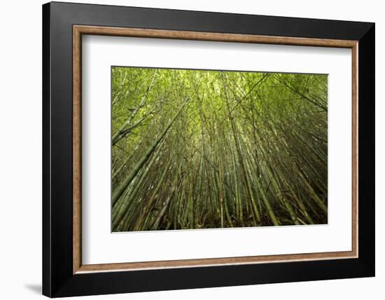 Low angle view of bamboo plants near Sato Cabrtos Waterfall, Sao Miguel, Azores, Portugal-Panoramic Images-Framed Photographic Print