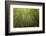 Low angle view of bamboo plants near Sato Cabrtos Waterfall, Sao Miguel, Azores, Portugal-Panoramic Images-Framed Photographic Print