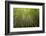 Low angle view of bamboo plants near Sato Cabrtos Waterfall, Sao Miguel, Azores, Portugal-Panoramic Images-Framed Photographic Print