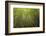 Low angle view of bamboo plants near Sato Cabrtos Waterfall, Sao Miguel, Azores, Portugal-Panoramic Images-Framed Photographic Print