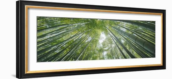 Low Angle View of Bamboo Trees, Hokokuji Temple, Kamakura, Kanagawa Prefecture, Kanto Region, Ho...-null-Framed Photographic Print