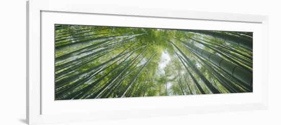 Low Angle View of Bamboo Trees, Hokokuji Temple, Kamakura, Kanagawa Prefecture, Kanto Region, Ho...-null-Framed Photographic Print