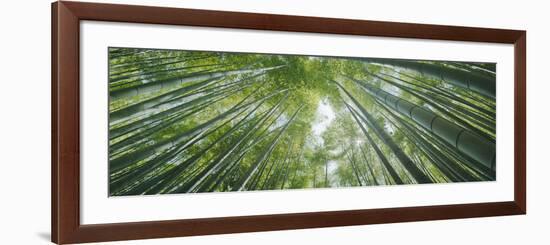 Low Angle View of Bamboo Trees, Hokokuji Temple, Kamakura, Kanagawa Prefecture, Kanto Region, Ho...-null-Framed Photographic Print