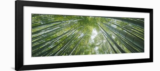 Low Angle View of Bamboo Trees, Hokokuji Temple, Kamakura, Kanagawa Prefecture, Kanto Region, Ho...-null-Framed Photographic Print