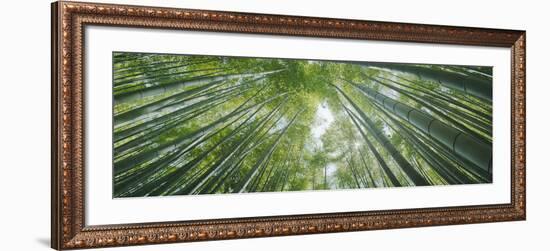 Low Angle View of Bamboo Trees, Hokokuji Temple, Kamakura, Kanagawa Prefecture, Kanto Region, Ho...--Framed Photographic Print