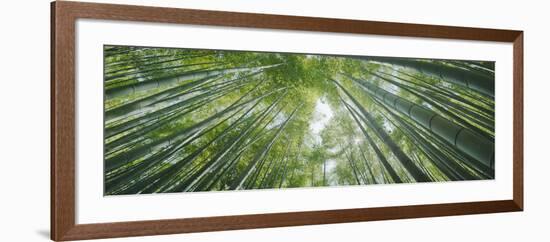 Low Angle View of Bamboo Trees, Hokokuji Temple, Kamakura, Kanagawa Prefecture, Kanto Region, Ho...-null-Framed Photographic Print