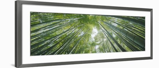 Low Angle View of Bamboo Trees, Hokokuji Temple, Kamakura, Kanagawa Prefecture, Kanto Region, Ho...-null-Framed Photographic Print