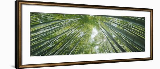 Low Angle View of Bamboo Trees, Hokokuji Temple, Kamakura, Kanagawa Prefecture, Kanto Region, Ho...-null-Framed Photographic Print