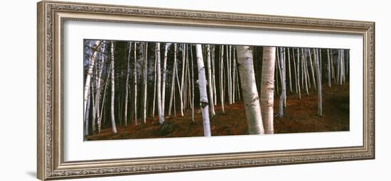 Low angle view of Birch Trees, Gorham, Coos County, New Hampshire, USA-Panoramic Images-Framed Photographic Print