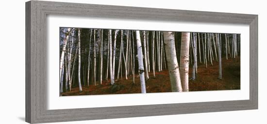 Low angle view of Birch Trees, Gorham, Coos County, New Hampshire, USA-Panoramic Images-Framed Photographic Print