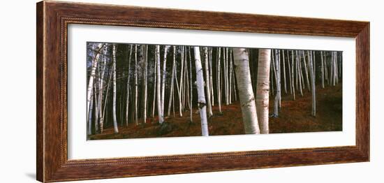 Low angle view of Birch Trees, Gorham, Coos County, New Hampshire, USA-Panoramic Images-Framed Photographic Print