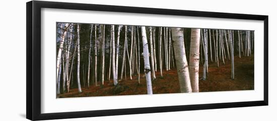 Low angle view of Birch Trees, Gorham, Coos County, New Hampshire, USA-Panoramic Images-Framed Photographic Print