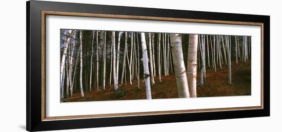 Low angle view of Birch Trees, Gorham, Coos County, New Hampshire, USA-Panoramic Images-Framed Photographic Print