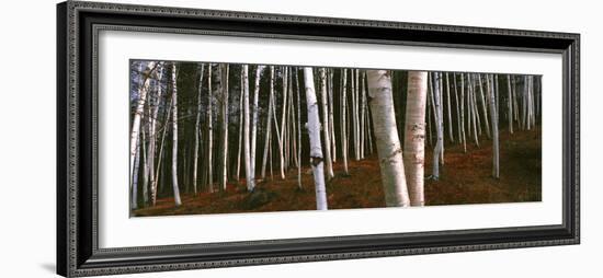 Low angle view of Birch Trees, Gorham, Coos County, New Hampshire, USA-Panoramic Images-Framed Photographic Print