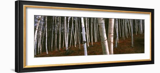 Low angle view of Birch Trees, Gorham, Coos County, New Hampshire, USA-Panoramic Images-Framed Photographic Print