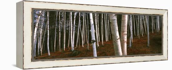 Low angle view of Birch Trees, Gorham, Coos County, New Hampshire, USA-Panoramic Images-Framed Premier Image Canvas