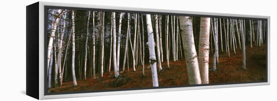 Low angle view of Birch Trees, Gorham, Coos County, New Hampshire, USA-Panoramic Images-Framed Premier Image Canvas