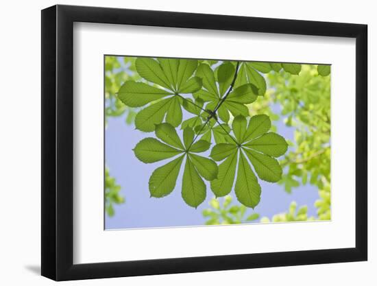 Low Angle View of Chestnut Tree (Aesculus) Leaves-Rainer Mirau-Framed Photographic Print