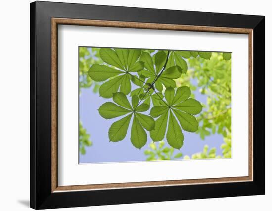 Low Angle View of Chestnut Tree (Aesculus) Leaves-Rainer Mirau-Framed Photographic Print