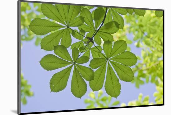 Low Angle View of Chestnut Tree (Aesculus) Leaves-Rainer Mirau-Mounted Photographic Print