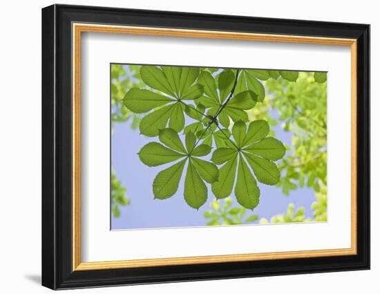 Low Angle View of Chestnut Tree (Aesculus) Leaves-Rainer Mirau-Framed Photographic Print