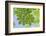 Low Angle View of Chestnut Tree (Aesculus) Leaves-Rainer Mirau-Framed Photographic Print
