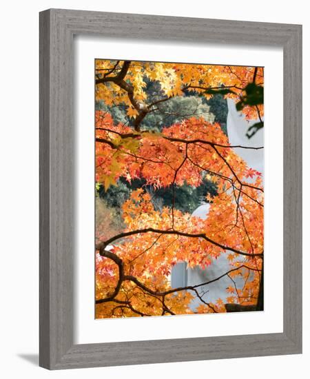 Low Angle View of Fall Leaves on Maple Tree at Kodaiji Temple, Kyoti Prefecture, Japan-null-Framed Photographic Print