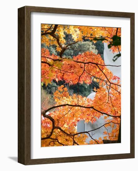 Low Angle View of Fall Leaves on Maple Tree at Kodaiji Temple, Kyoti Prefecture, Japan-null-Framed Photographic Print