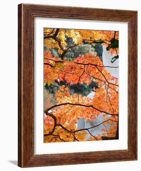 Low Angle View of Fall Leaves on Maple Tree at Kodaiji Temple, Kyoti Prefecture, Japan-null-Framed Photographic Print