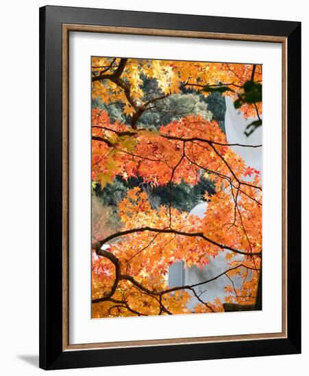 Low Angle View of Fall Leaves on Maple Tree at Kodaiji Temple, Kyoti Prefecture, Japan-null-Framed Photographic Print