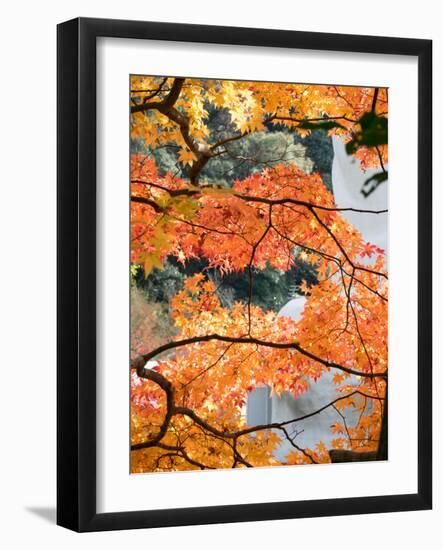 Low Angle View of Fall Leaves on Maple Tree at Kodaiji Temple, Kyoti Prefecture, Japan-null-Framed Photographic Print