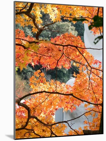 Low Angle View of Fall Leaves on Maple Tree at Kodaiji Temple, Kyoti Prefecture, Japan-null-Mounted Photographic Print