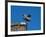 Low angle view of Girouette dragon weather vane-null-Framed Photographic Print