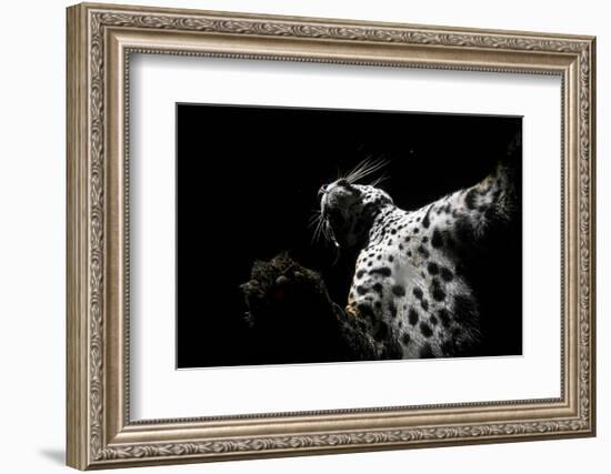 Low angle view of Jaguar patrolling territory at night, Mexico-Alejandro Prieto-Framed Photographic Print