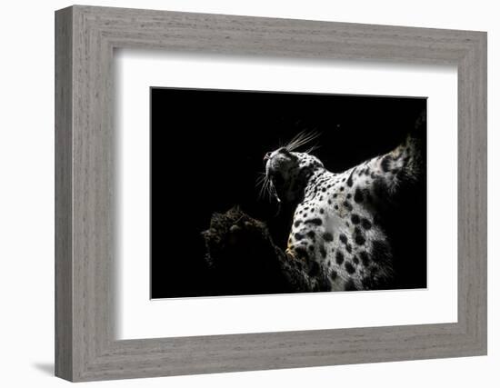 Low angle view of Jaguar patrolling territory at night, Mexico-Alejandro Prieto-Framed Photographic Print